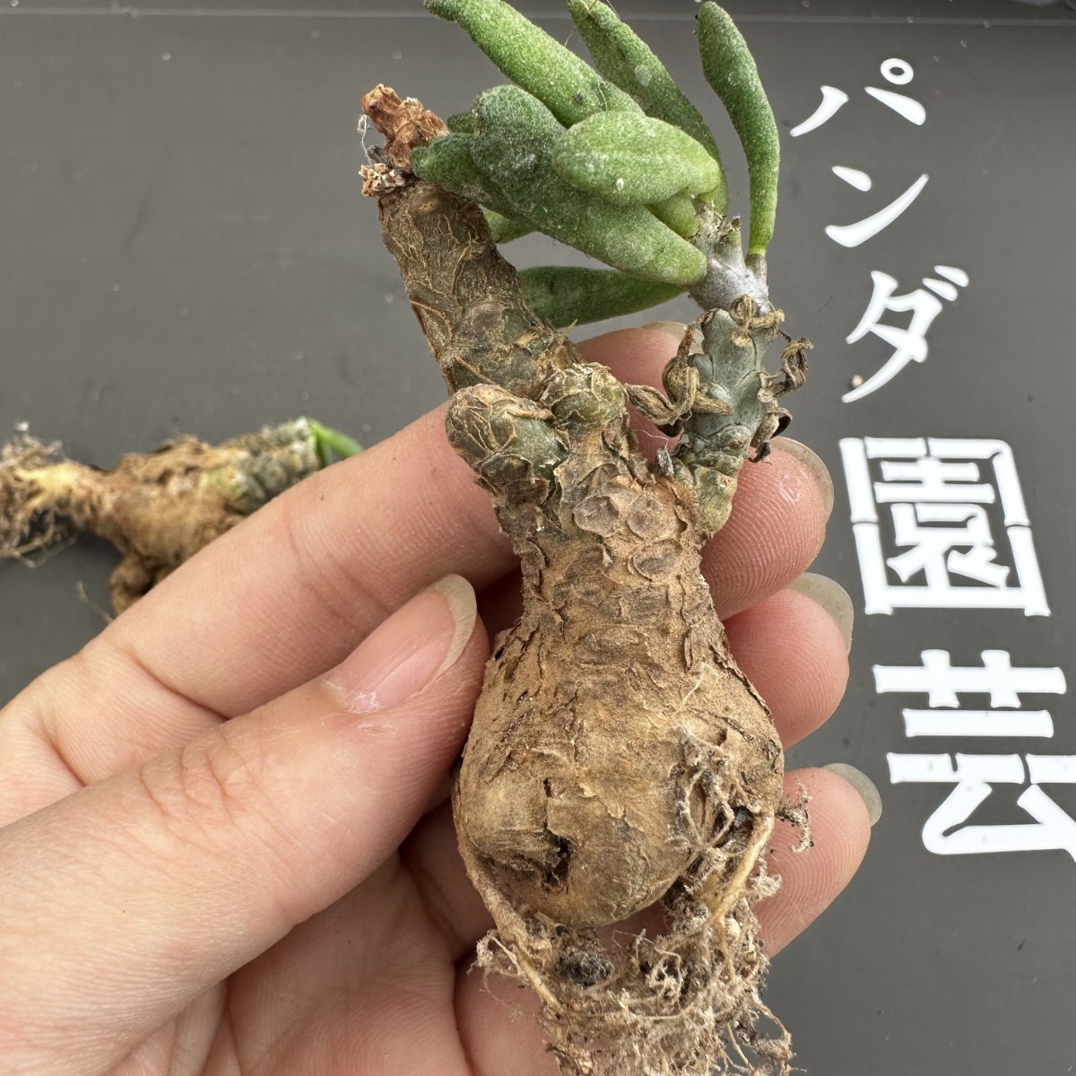 H15 【パンダ園芸】Tylecodon sulphureus (Pofadder, RSA)/チレコドン スルフレウス//多肉植物大株3株 _画像8