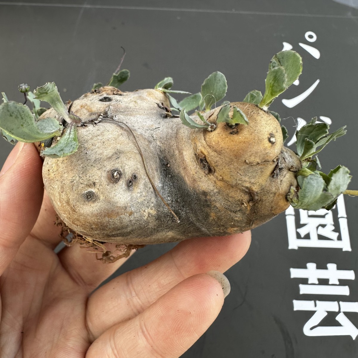 J12 【パンダ園芸】特選 多肉植物 珍奇塊根植物 コーデックス　オトンナ カカリオイデス(実生)大株_画像3