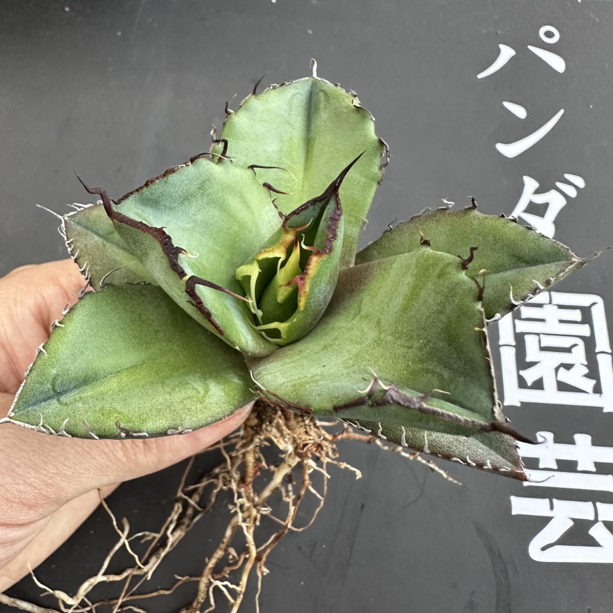 J71 【パンダ園芸】多肉植物アガベ チタノタ 黒豹 極上株 発根済み_画像7