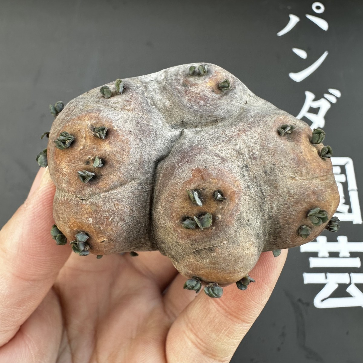 K20 【パンダ園芸】特選 多肉植物 珍奇塊根植物 コーデックス　オトンナ カカリオイデス(実生)大株_画像2