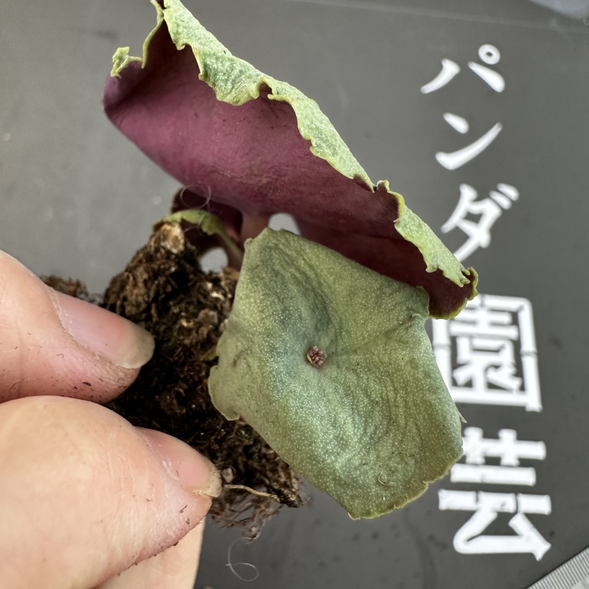 K58 【パンダ園芸】塊根性 クラッスラ ウンベラ ワインカップ Crassula umbella Wine-Cup 多肉植物 サボテン エケベリア チレコドン_画像5