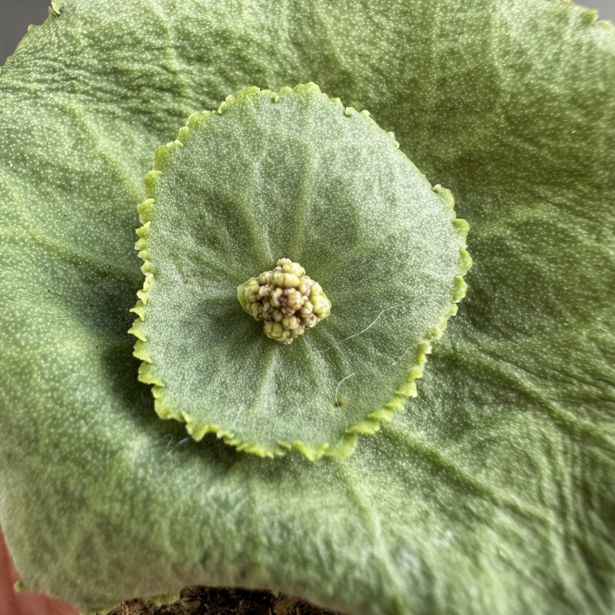 L37 【パンダ園芸】塊根性 クラッスラ ウンベラ ワインカップ Crassula umbella Wine-Cup 多肉植物 サボテン エケベリア チレコドン_画像6