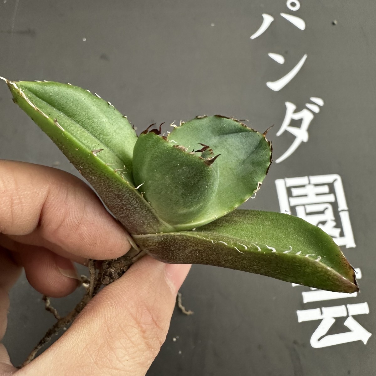 M30 【パンダ園芸】アガベ チタノタ ジャガーノート 純血 / Agave titanota 'Juggernaut' pure blood メリクロン株 発根済み _画像3