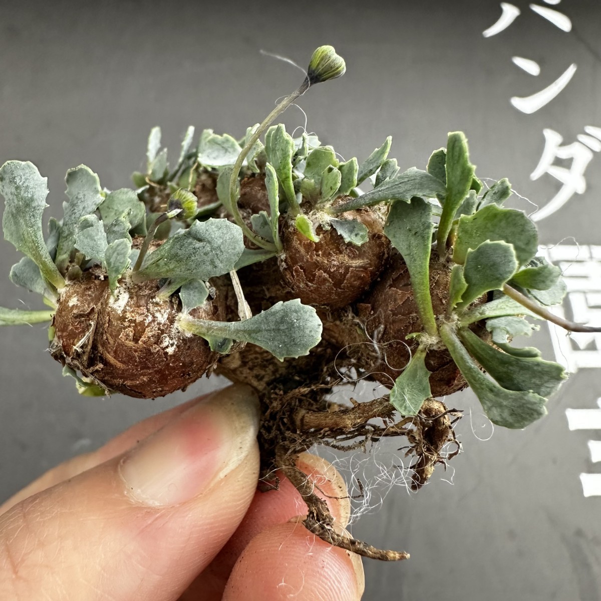 P3 【パンダ園芸】特選 多肉植物 珍奇塊根植物 コーデックス　オトンナ カカリオイデス(実生)大株 多頭 _画像3