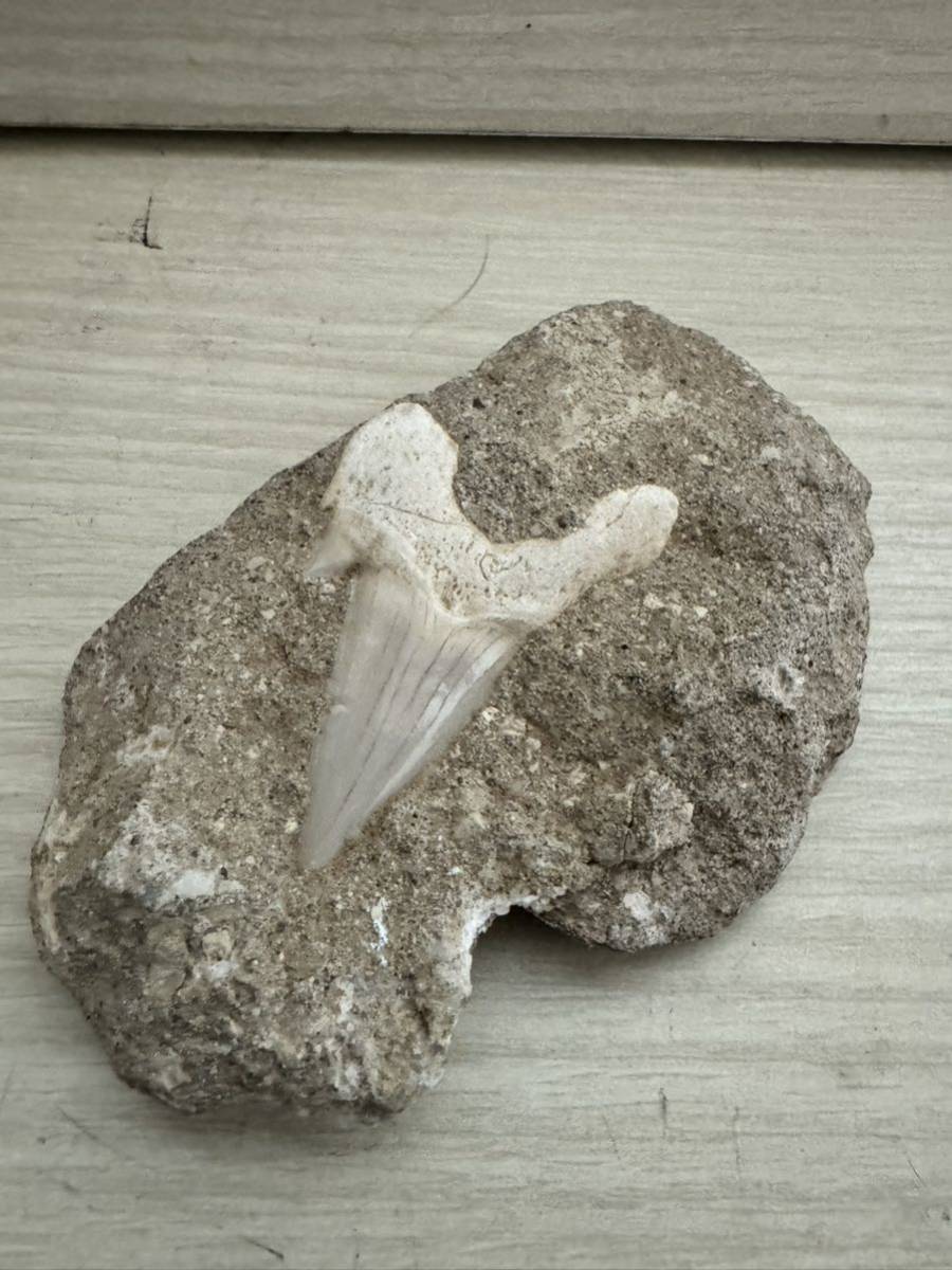 化石　歯　サメ_画像1