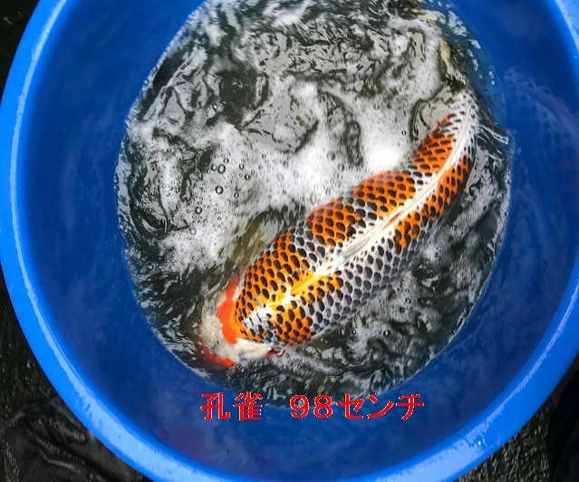 オリジナル餌 道 20キロ S、M.L 浮上 オリジナル餌 道 20キロ S、M.L 浮上
