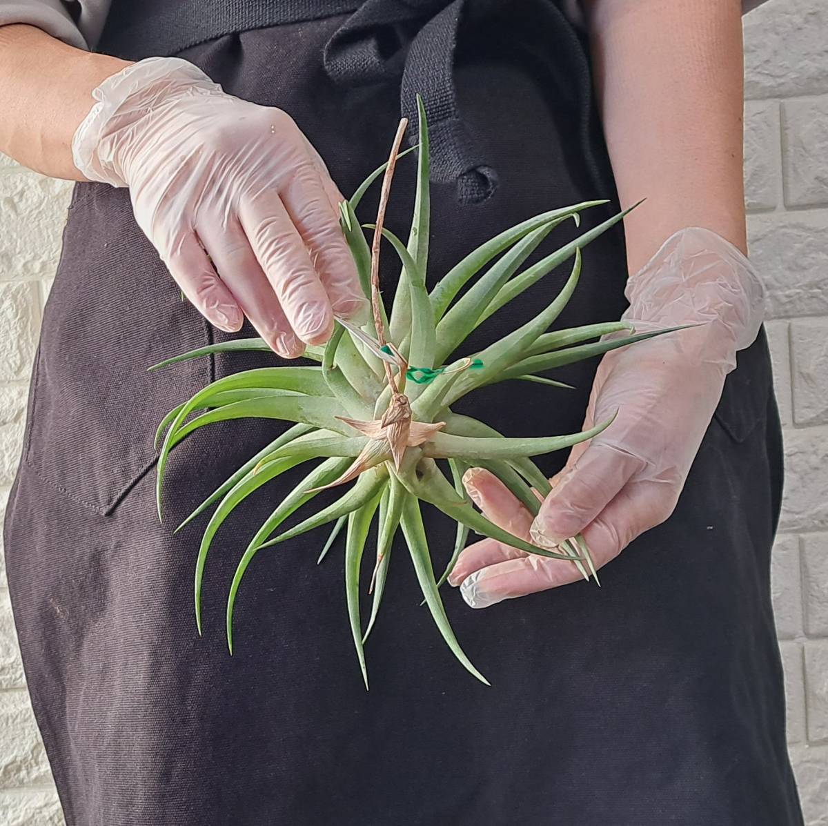 ☆1円スタート☆147 チランジア 植物☆Tillandsia flexuosa var. vivipara(チランジア・フレクスオーサ・ヴィヴィパラ)/エアープランツ_画像3