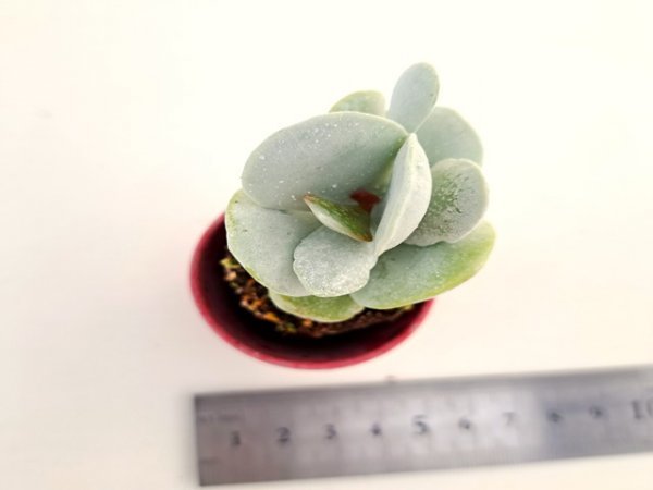 【088】多肉植物根付き苗 200品目出品！100円スタート！【雪御所】（アドロミスクス）_画像1