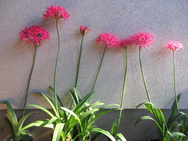 ネリネ・DIAMOND・LILY・PINK 今年開花球根1球球根のみ 花終わりました 来期に向け肥培に努めてください花色・花柄写真にて判断を_まとまって咲くと見事です