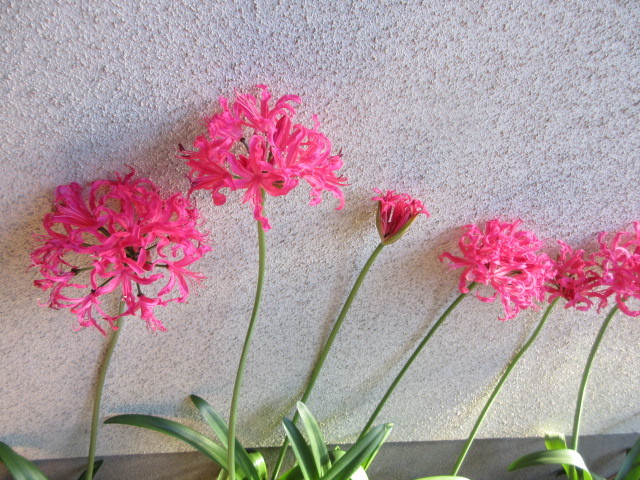 ネリネ・DIAMOND・LILY・PINK 今年開花球根1球球根のみ 花終わりました 来期に向け肥培に努めてください花色・花柄写真にて判断を_同じDNAなので咲く時期同じです