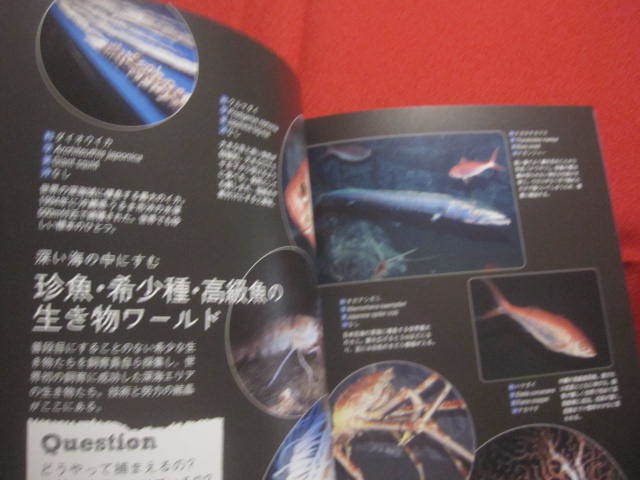 *. hoe . guidebook all. Okinawa beautiful . sea aquarium god .. sea .,...-.! wonderful sea. company . fully! [. lamp * living thing ]