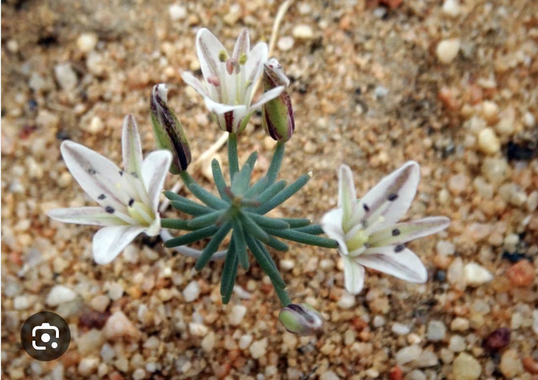 05珍奇植物希少南ア 冰玉エリオスペルマム アフィルム Eriospermum aphyllum 全て開花株_画像1