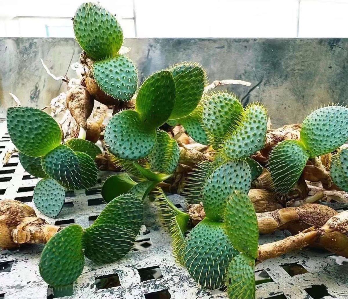 1株 珍奇植物 アフリカ輸入株Eriospermum capense ssp .植え付け一年の発芽済02_画像2