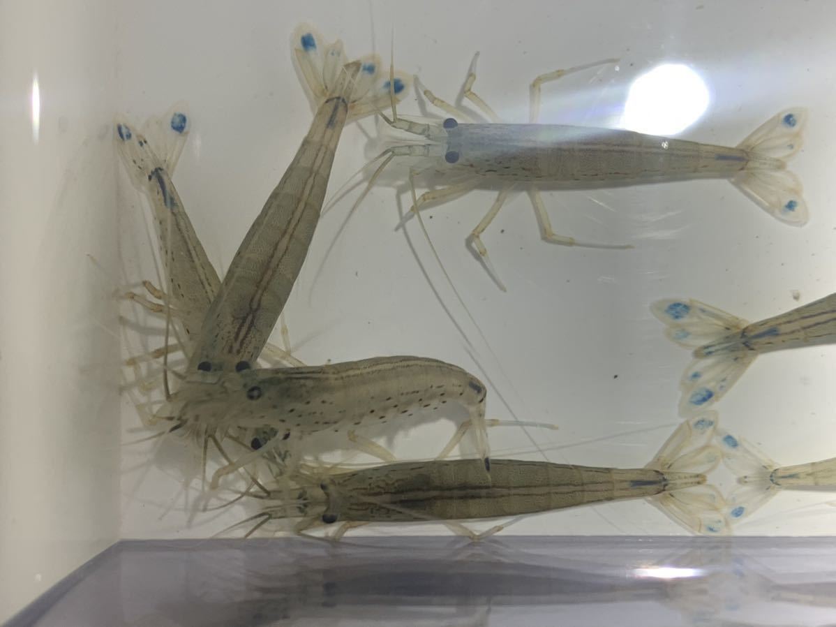 * fresh water shrimp * Yamato freshwater prawn 30 pcs set size free 