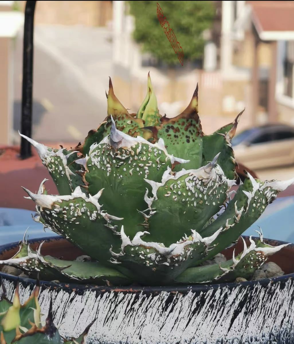 多肉植物アガべチタノタ金蟾,子株付 多肉植物アガべチタノタ金蟾,子株付 Agave titanota