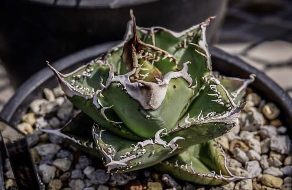 Yahoo!オークション - アガベ 多肉植物 チタノタ ワニガメ 【鰐 Yahoo!オークション - アガベ 多肉植物 チタノタ ワニガメ 【鰐