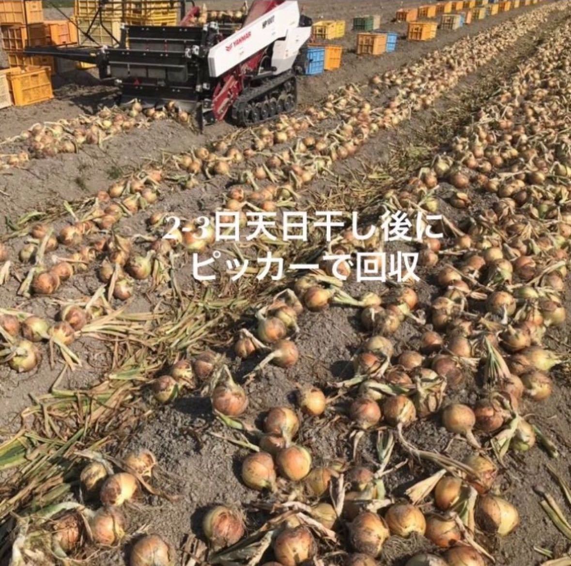 ＜最終特別価格＞淡路島産 玉ねぎ苗 400本 たまねぎ苗 玉葱苗 タマネギ苗 淡路島 農家直送 家庭菜園_画像5