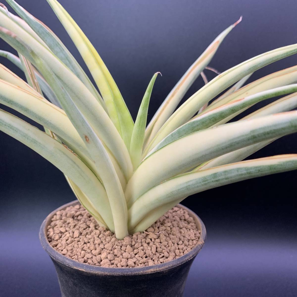 【希少】多肉植物 サンスベリア グラキリス 斑入 Sansevieria Gracilis Variegated 大株 鮮明黄斑 選抜極上株 01_画像6