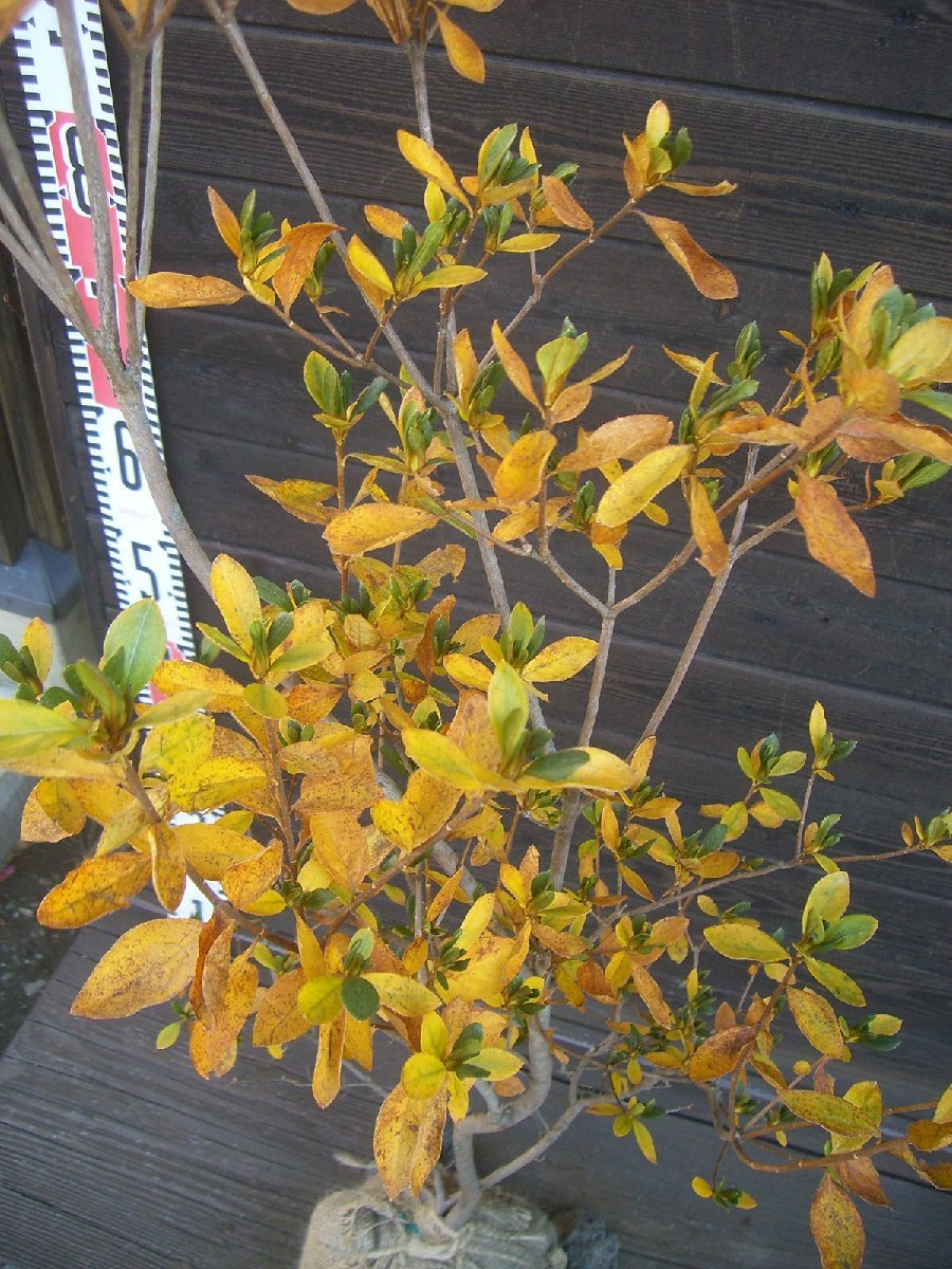 [ rare white flower ]yama azalea [ free shipping ]