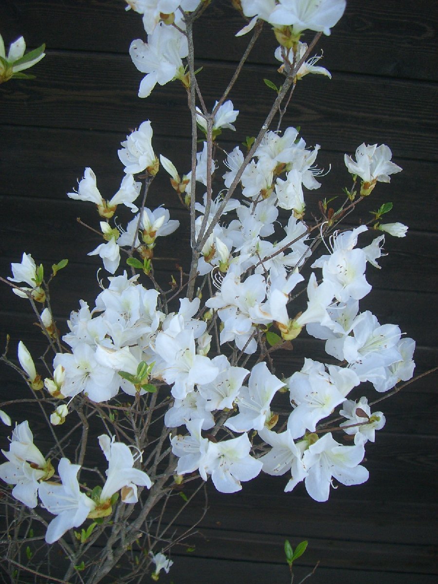 [ rare white flower ]yama azalea [ free shipping ]