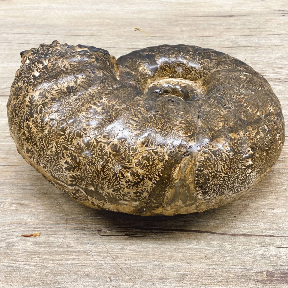 アンモナイト 産地不明 総重量約15kg 約29cm×26cm 台座付き 化石 鑑賞石 飾石 置き物 古美術 アンティーク コレクション インテリア 菊TK_画像4