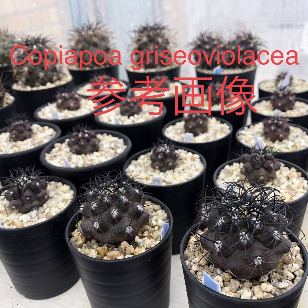 43 自家採取種子 10粒 コピアポア マリテマ 錦 Copiapoa maritima variegata 検索 @Leafy works 黒王丸_画像4