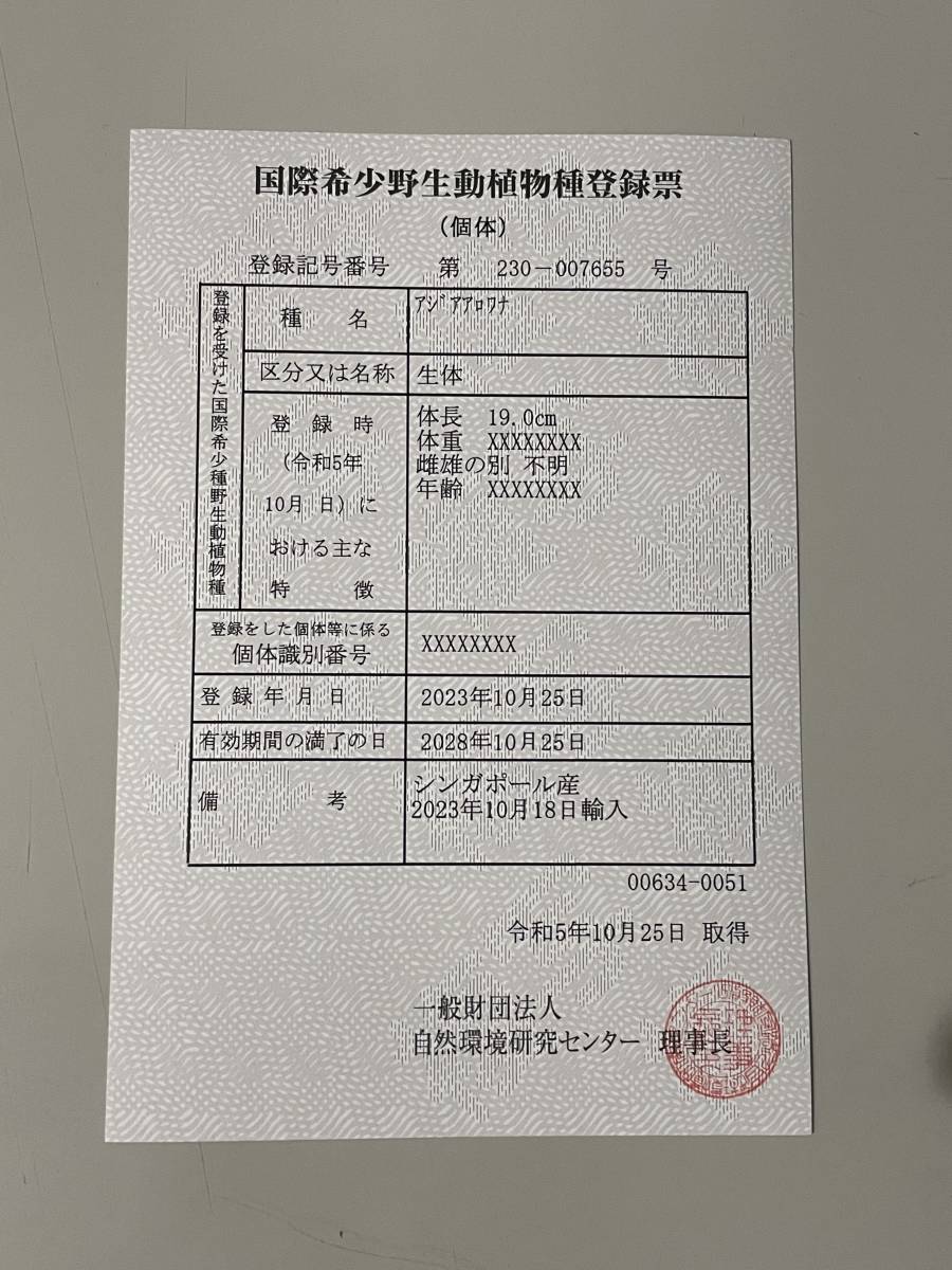 B3光沢凄まじく全身が白抜け抜群のフルゴールヘッド過背金龍±32㎝　GMLファーム産_画像6