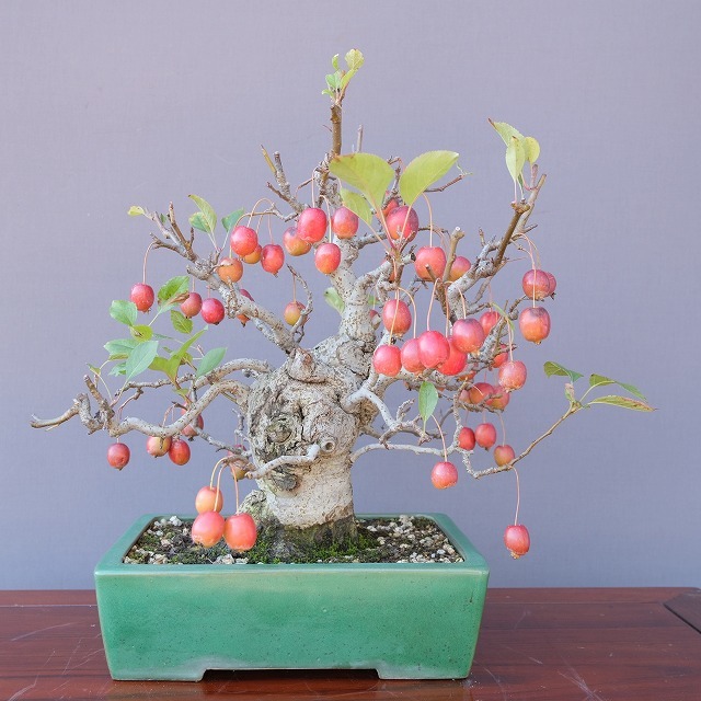 Ikki Garden Princess Apple [yamabushi] Средний бонсай / дерево 35 лет