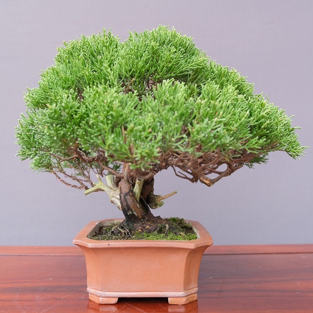 ( АО ) один .. нить рыба река подлинный Kashiwa shohin bonsai |..30 год 