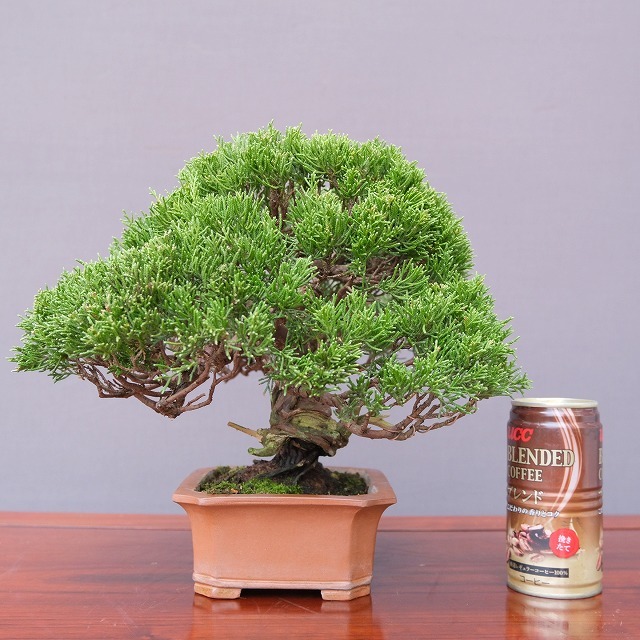 ( АО ) один .. нить рыба река подлинный Kashiwa shohin bonsai |..30 год 