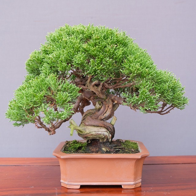 ( АО ) один .. нить рыба река подлинный Kashiwa shohin bonsai |..30 год 