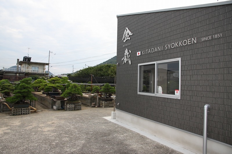 株)一樹園瑞祥五葉松5本セット小品盆栽/樹齢3年-松樹–日本 株)一樹園瑞祥五葉松5本セット小品盆栽/樹齢3年-松樹–日本