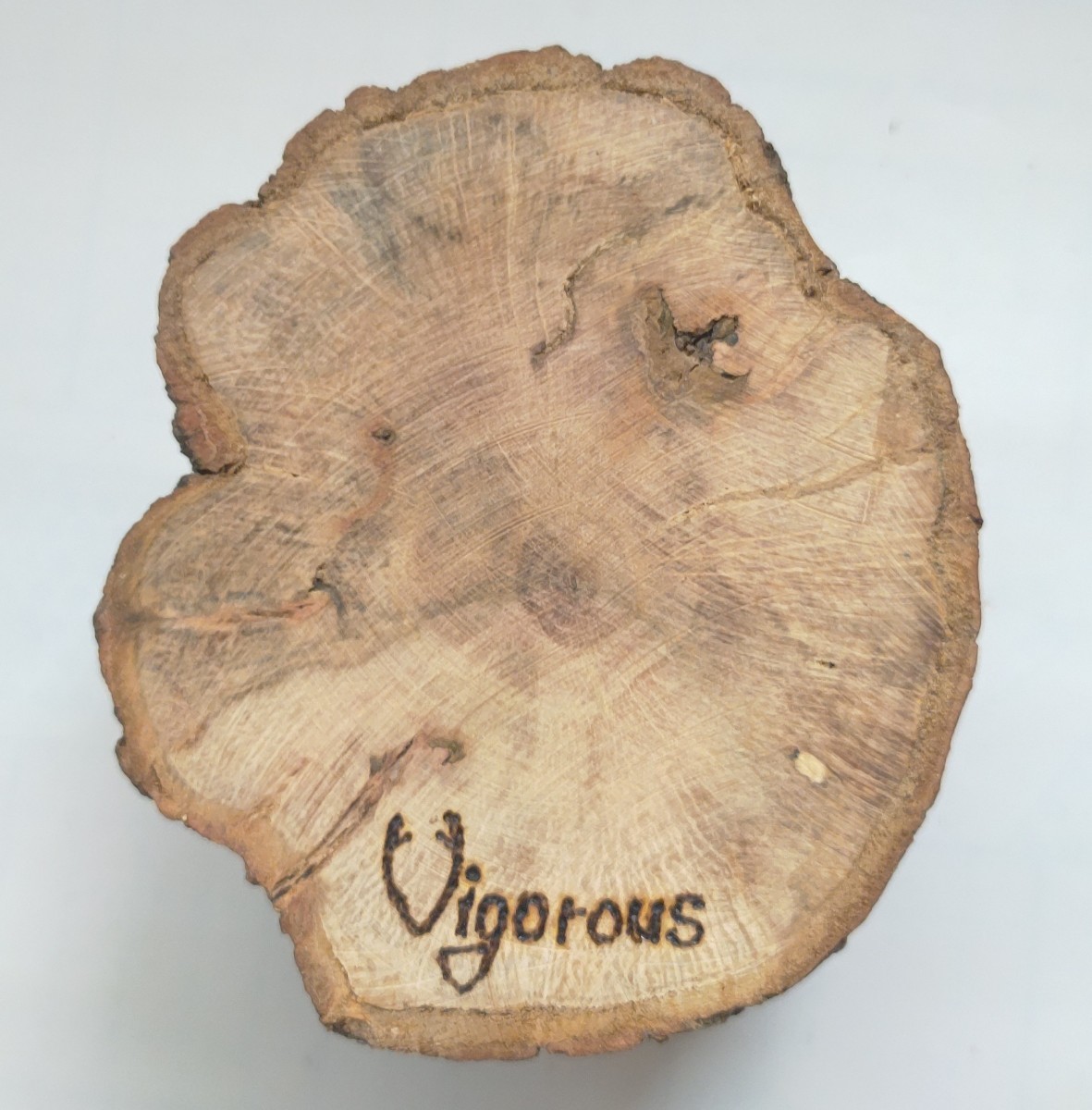 [VIGOROUS] насекомое рогач жук-носорог натуральное дерево .. дом нобори дерево корм тарелка (419)