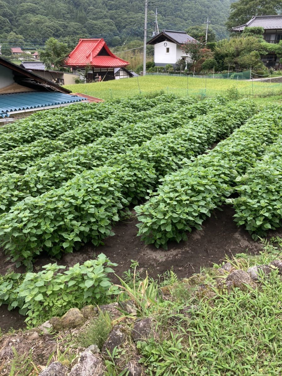 えごま油110g2本セット　送料込み_画像5