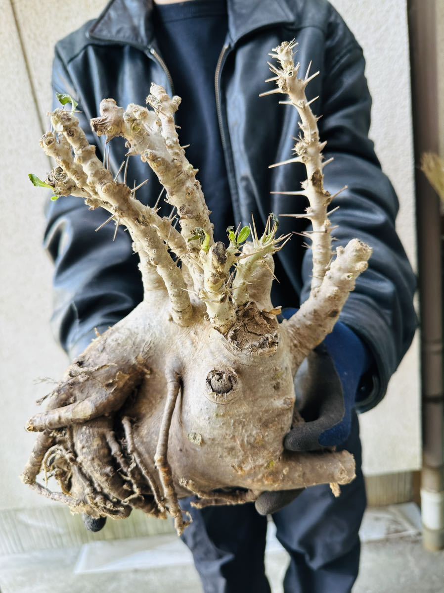 現地養生S1 パキポディウム　サンデルシー　Pachypodeium saundersii白馬城　検(グラキリス デセプタ ムラ ンジーナ 塊根パキプス_画像1