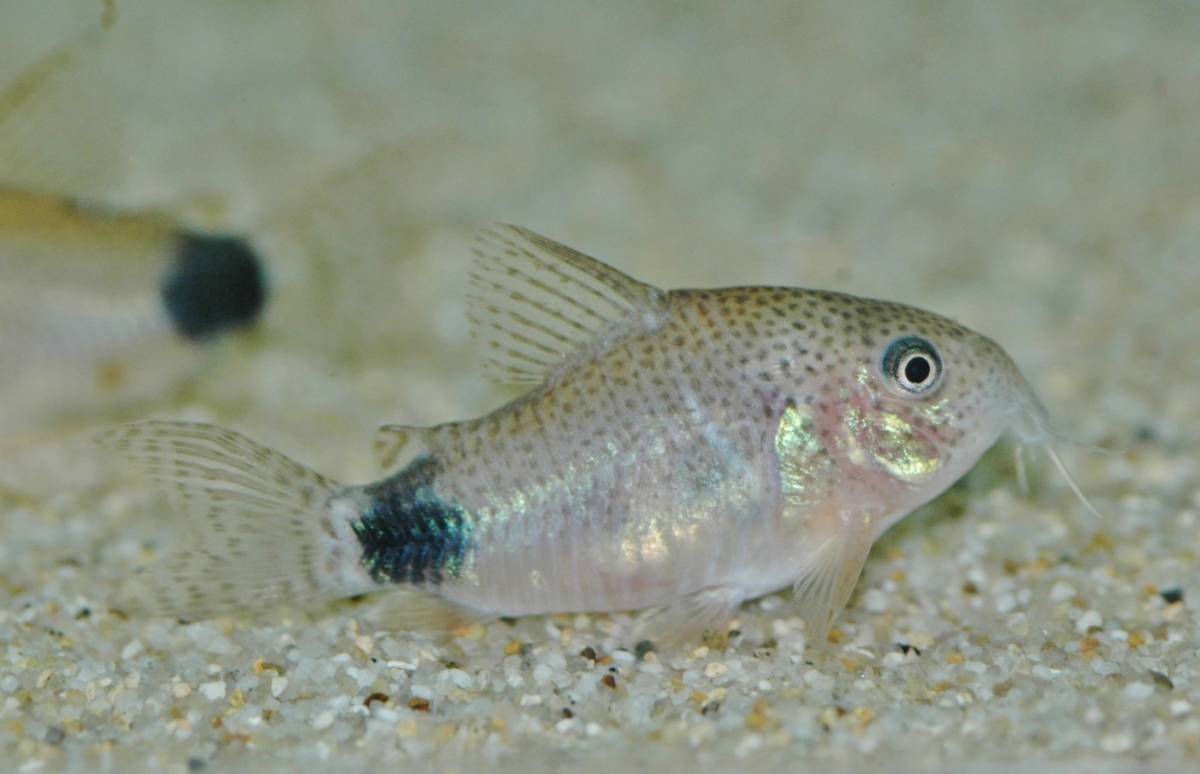 * Corydoras *ka ude .makyula-tas*