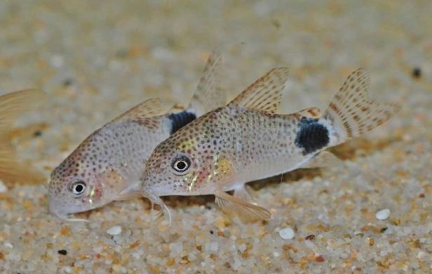 * Corydoras *ka ude .makyula-tas*