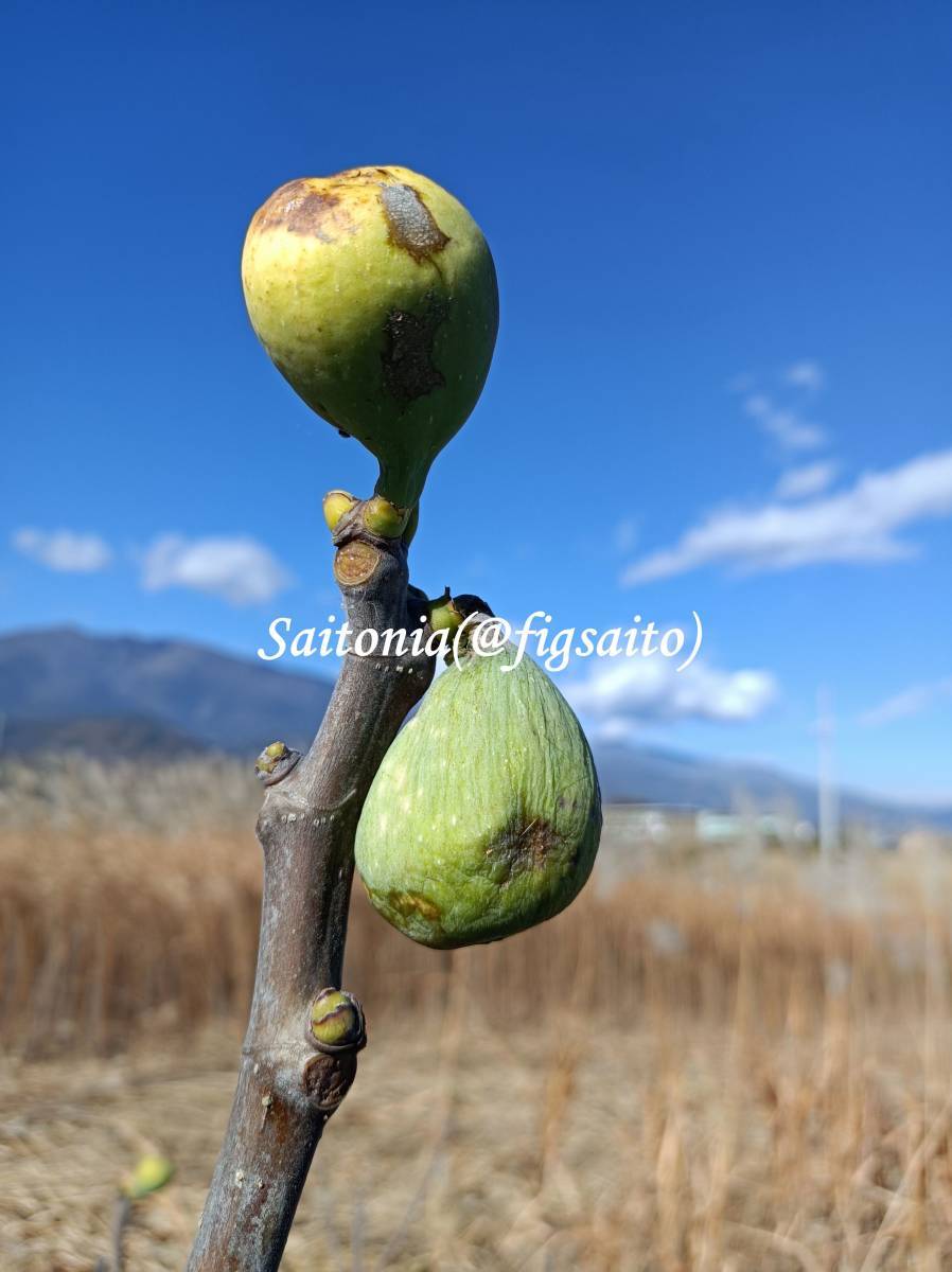 イチジクの挿穂2本 レディーストライプの先祖返り 「 Coll de Dama Rimada （reversion) 」A_初冬のセミドライ化した果実。