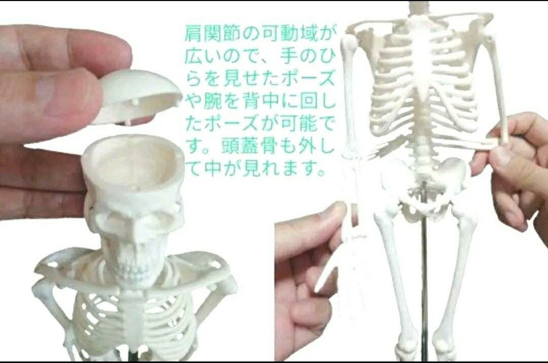 人体骨格模型 45cm 1/4モデル 肩関節が自由に動かせる