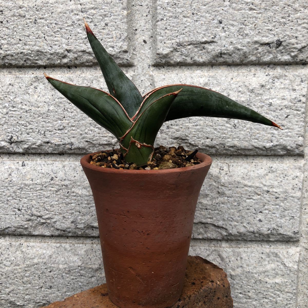 ＊Sansevieria Rorida＊サンスベリアロリダ＊＊＊＊_画像4