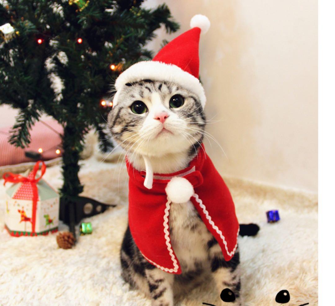 ペット 服 ねこ 猫 キャットウェア クリスマス コスチューム 帽子 トナカイ サンタ マント マフラー 4点セット Xmas コスプレ 犬_画像5