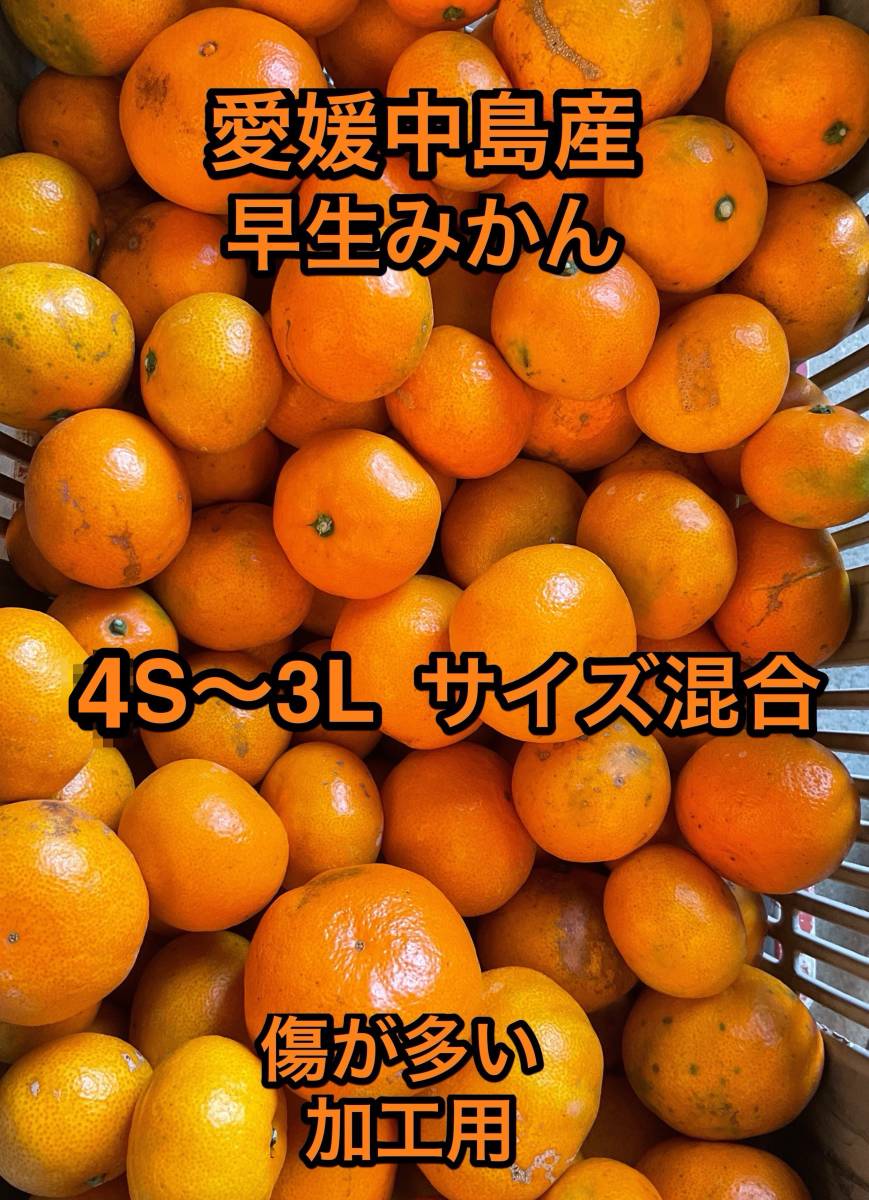 加工用　早生みかん　3S〜3Lサイズ混合　箱込み10kg ⑥ 愛媛中島産　訳あり　傷が多い家庭用_画像1