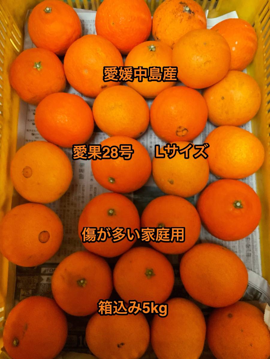 全国送料無料　限定９箱　紅まどんなと同じ品種　愛果28号　傷が多い訳あり家庭用　Lサイズのみ　愛媛中島産　④_画像3