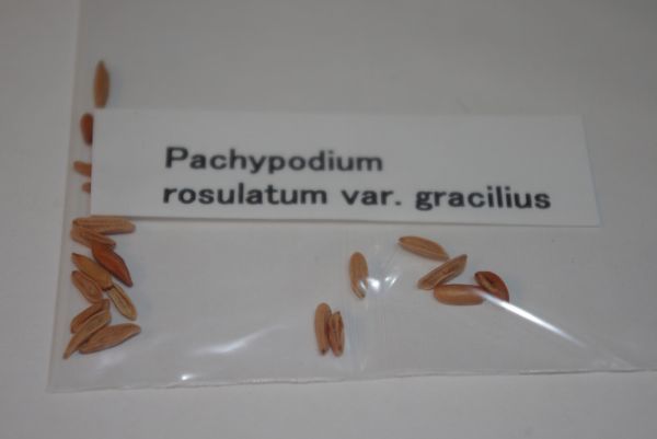 【1円～】Pachypodium rosulatum var. gracilius パキポディウム グラキリス 象牙宮 種子 100粒_画像2