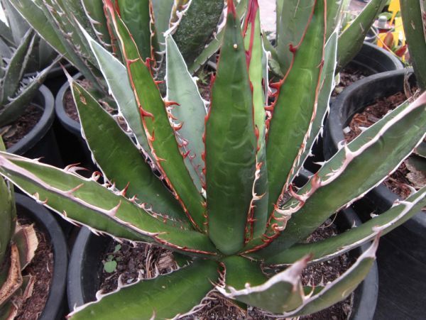 Agave montana アガベ モンタナ 種子 20粒_参考画像