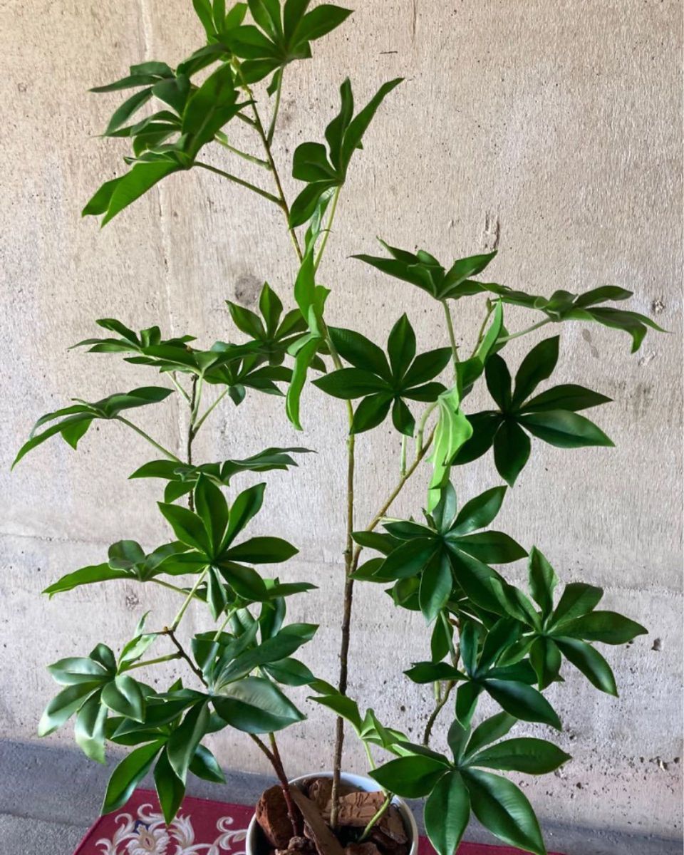光触媒　人工観葉植物　ウォールグリーン　ハンドメイド　フェイクグリーン　フラワー　サバンナバオバブ