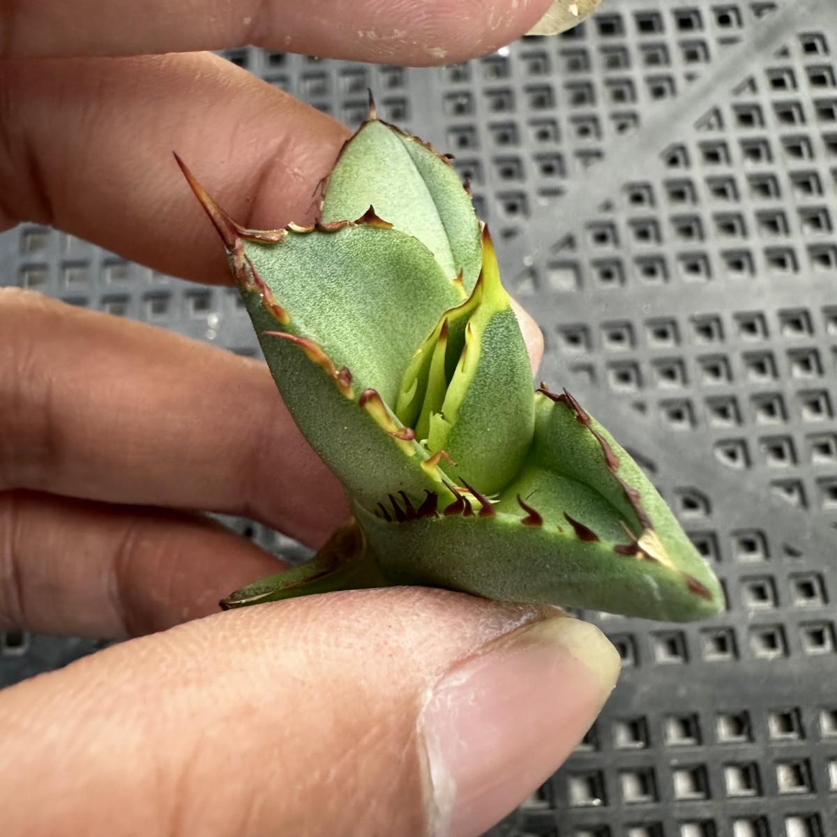 F50 多肉植物アガベ チタノタ 鰐亀極上子株_画像6