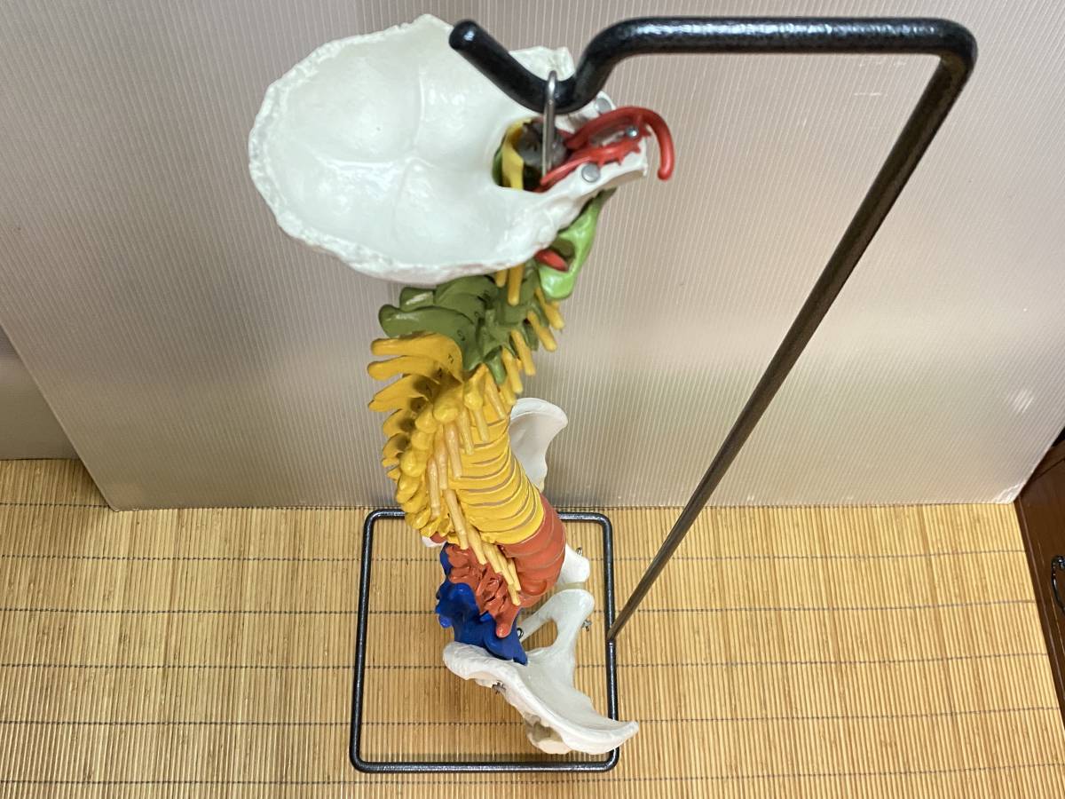 Yahoo!オークション - ドイツ製 3B社 JCDC・脊柱・背骨・骨格 Yahoo!オークション - ドイツ製 3B社 JCDC・脊柱・背骨・骨格