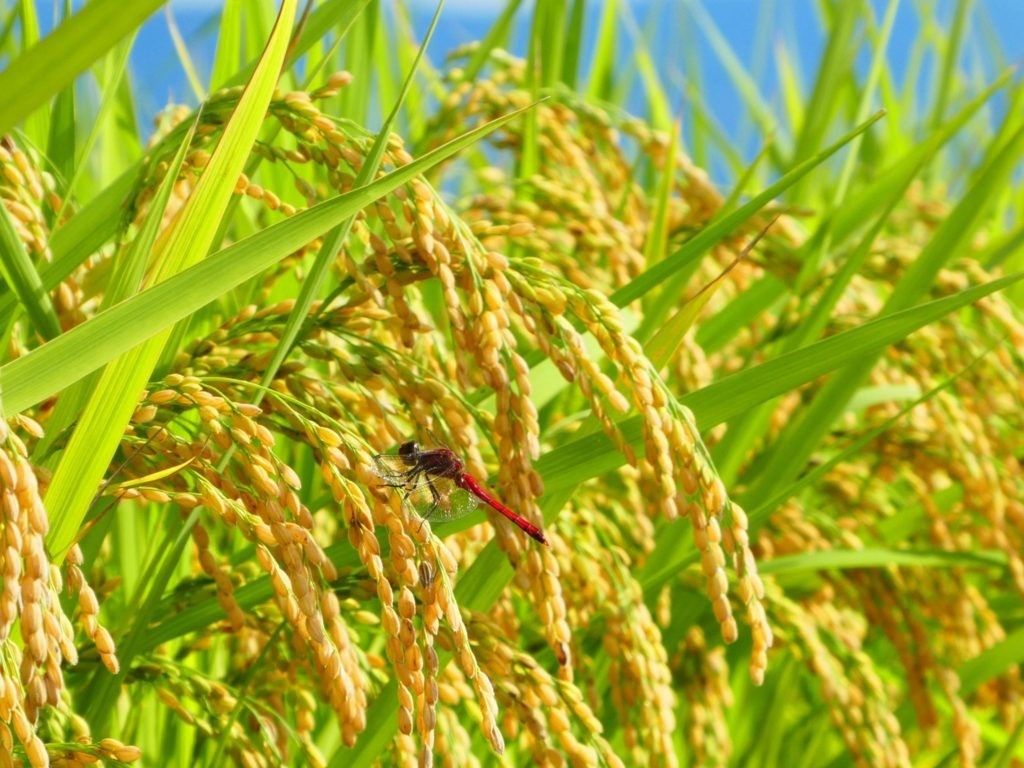 安心安全　無農薬稲わら　藁 天日干 家庭菜園 カツオたたき 納豆作り　めだか越冬　保温保湿効果　オーガニック