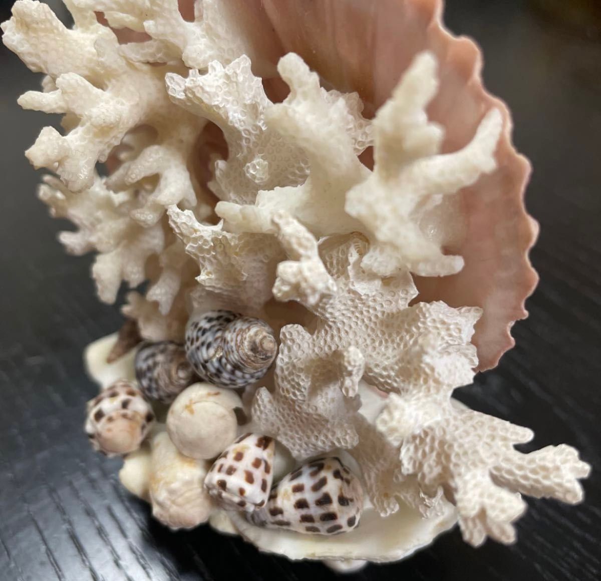 沖縄 珊瑚 置物 インテリア 昭和物 希少 サンゴ オブジェ 水槽 レイアウト送料無料